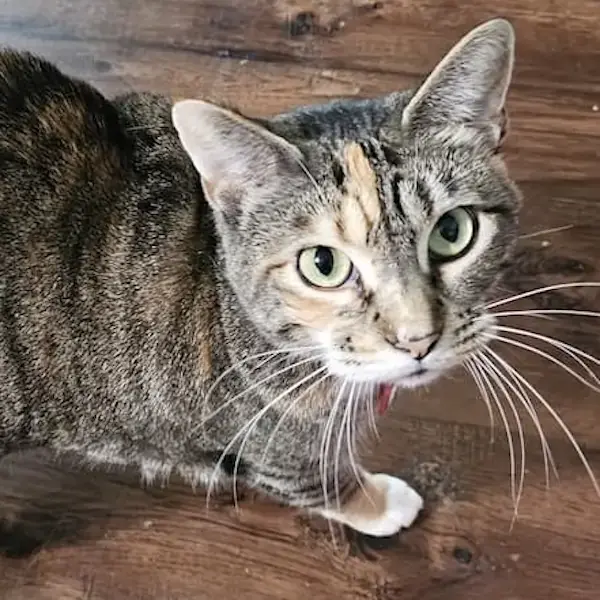 Three cats to London's pet