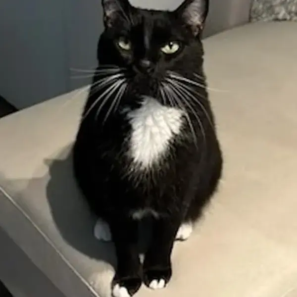 2 Cats to the UK's pet