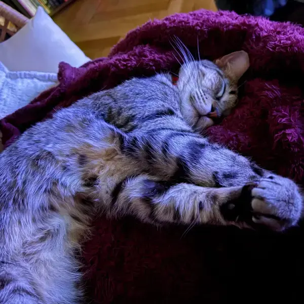 Jazz &&nbsp;Haki's pet