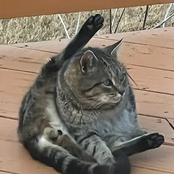 Cats to Thailand's pet