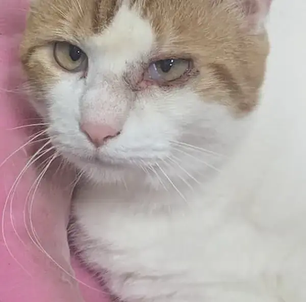 2 Cats to the UK's pet