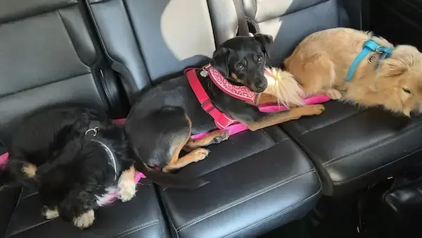 Eddi, Sunny, & Tapas to the UK's pet