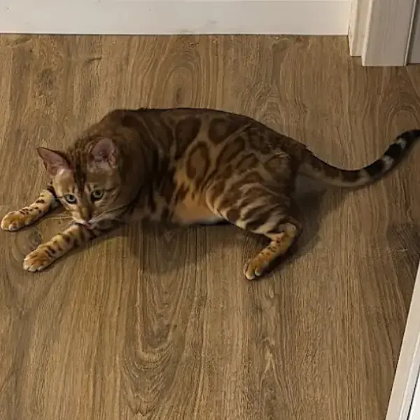 Ruby & Luna's pet