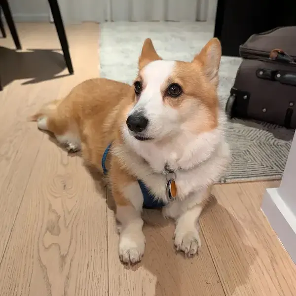 Myf's Trip to the UK's pet