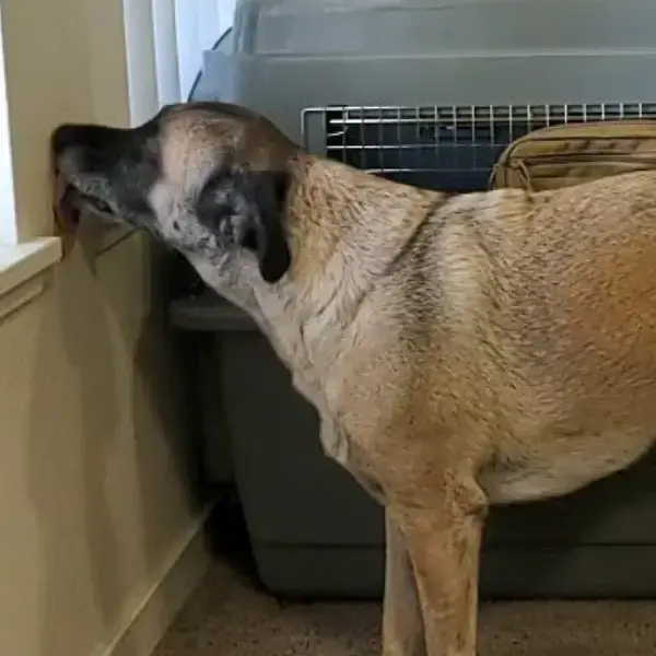 Lambeau's pet