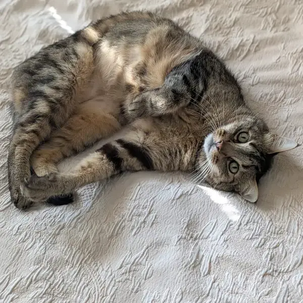 Oscar &&nbsp;Boo's pet