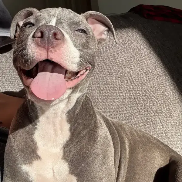 Penny's Trip to Amsterdam's pet