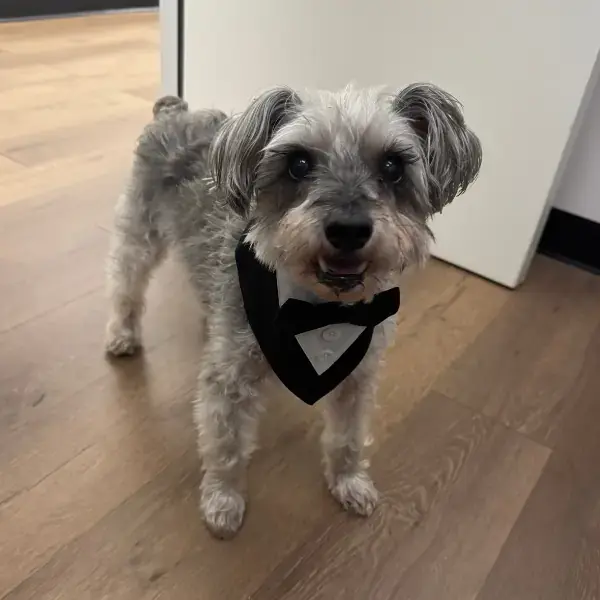 Lupik's Trip to New Zealand's pet