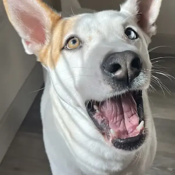 Eazy's Trip to Taiwan's pet