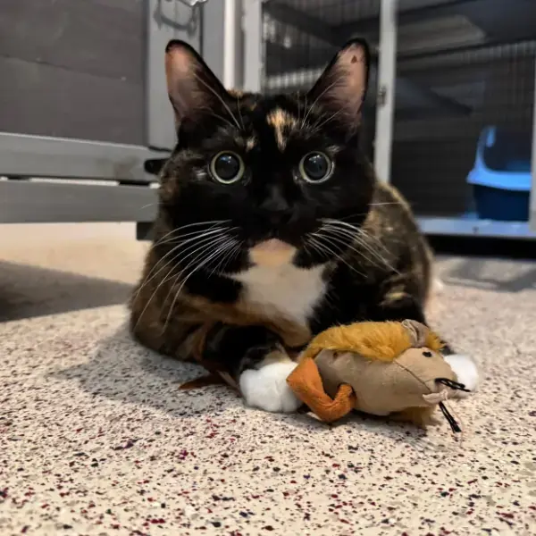 Mandy &&nbsp;Brandie's Trip to Thailand's pet