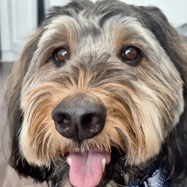 Ziggy, Pye, & Spirit's pet