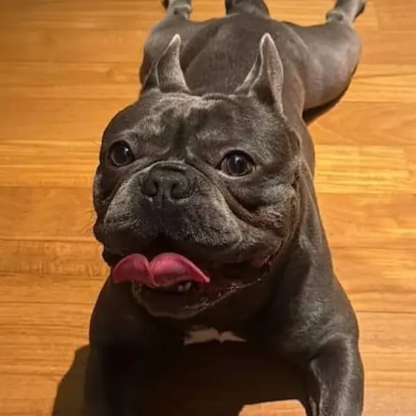 Frenchie to Singapore's pet