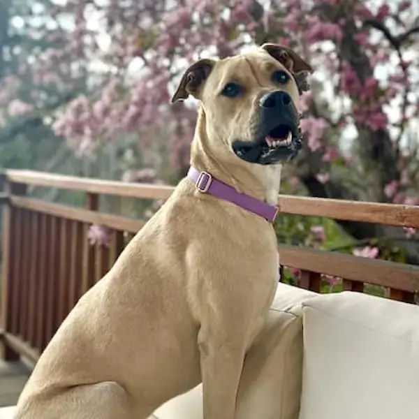 Leo & Winnie's Trip to Ireland's pet