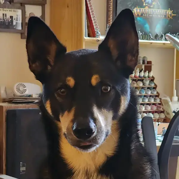 Gunnar's Trip to the UK's pet