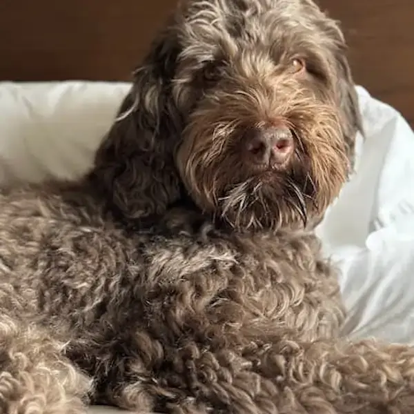 Harley's Trip to the UAE's pet