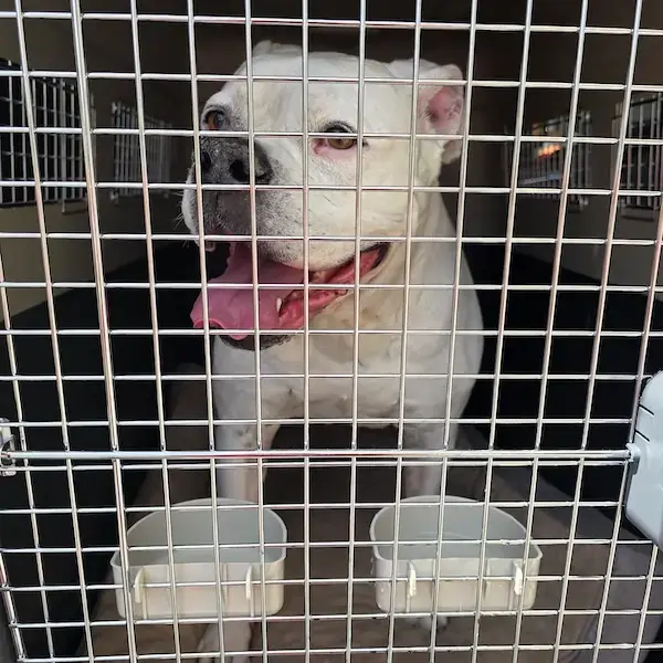 Bulldog to Hawaii's pet