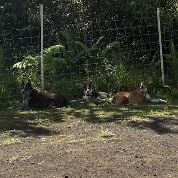 Annie, Clover, Rascal, & Francis' Trip to Hawaii's pet