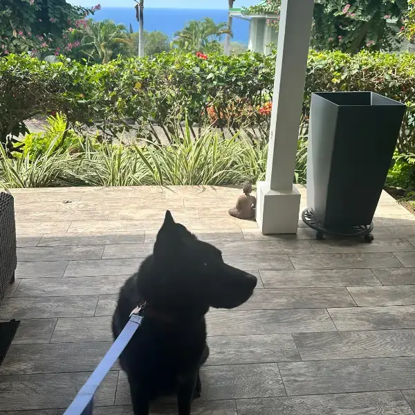 Ellie and Cali's Trip to Hawaii's pet