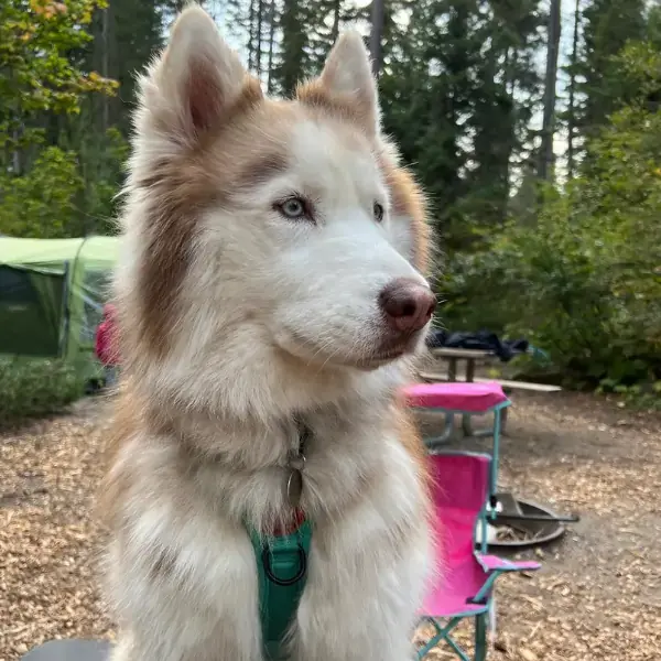 Nyx and Jupiter's Trip to New Zealand's pet