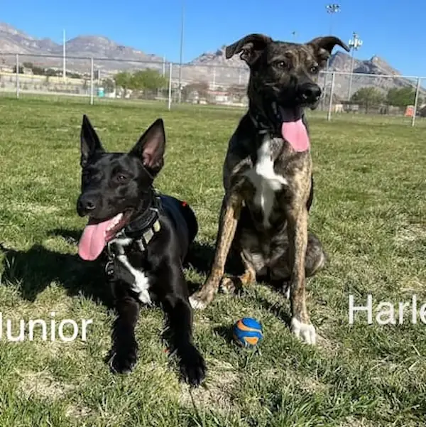 Junior & Haley's Move to Hawaii's pet