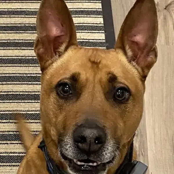 Kai's Trip to Switzerland's pet