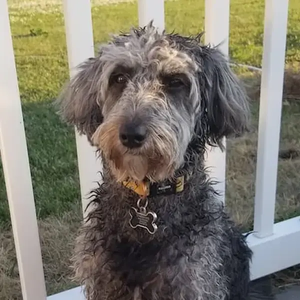 Kala's Trip to the UK's pet