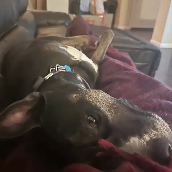 Karie and Jasmine's pet