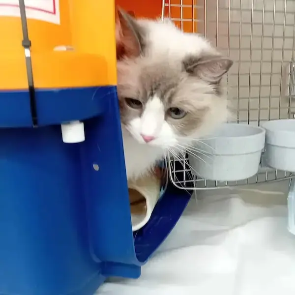 Kiki's Trip to Singapore's pet