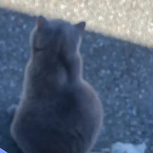 Myla (Kinky Boots)'s pet