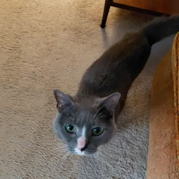 Kitty's pet