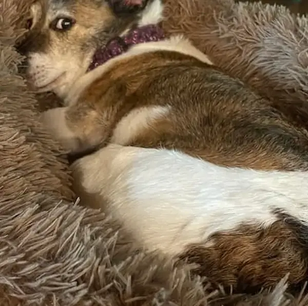 Lenna's Trip to Scotland's pet