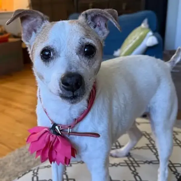 Lily and Oscar to England's pet