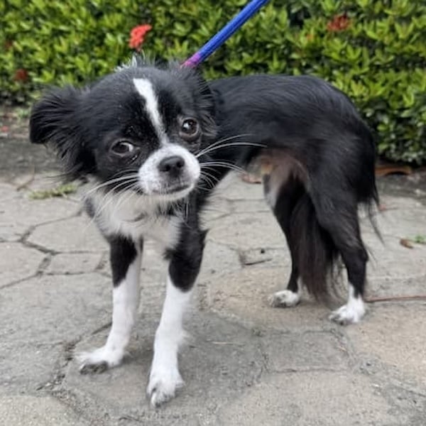 Logan's Trip to Thailand's pet