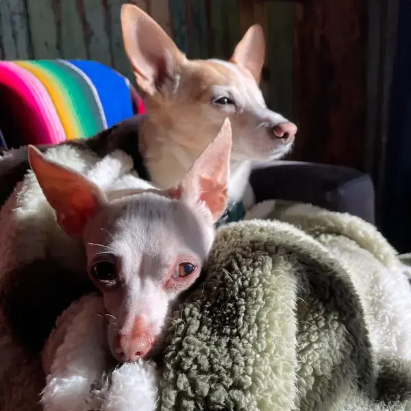 Lottie & Toots 's pet