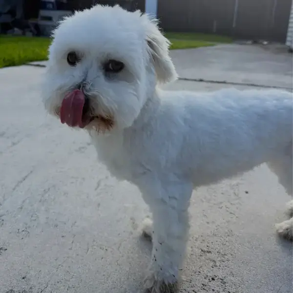 Marvin's pet