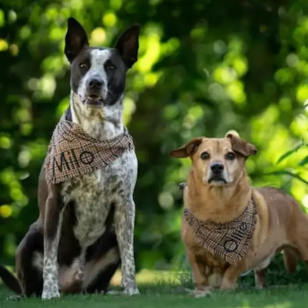 Milo & Olie's Trip to Hawaii's pet