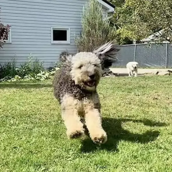 Milo & Rosie's Trip to Scotland's pet