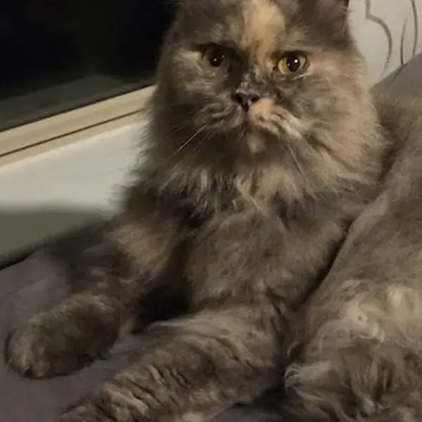 Misty's Trip to Houston's pet