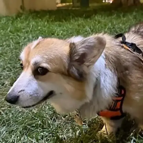 Mochi's Trip to Singapore's pet