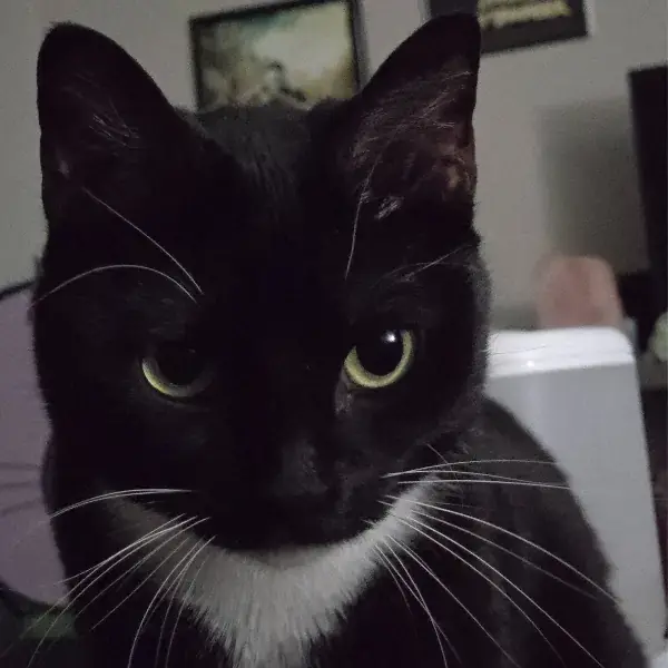 Mochi's Trip to New Zealand's pet