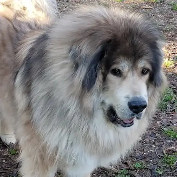 Mouse and Lumi's Trip to Finland's pet