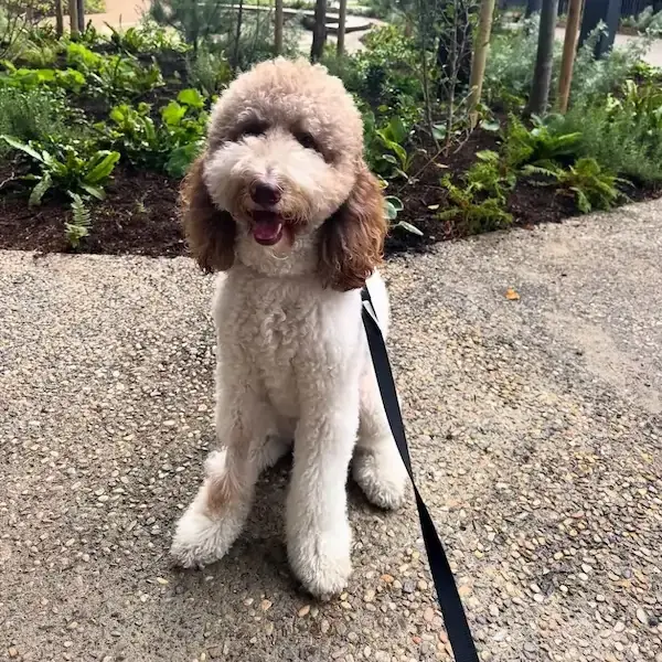 Murphy's Trip to Ireland's pet