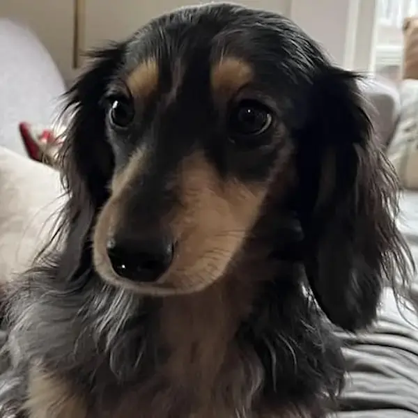 Ozzy, Saga, & Rocco's Trip to Sweden's pet