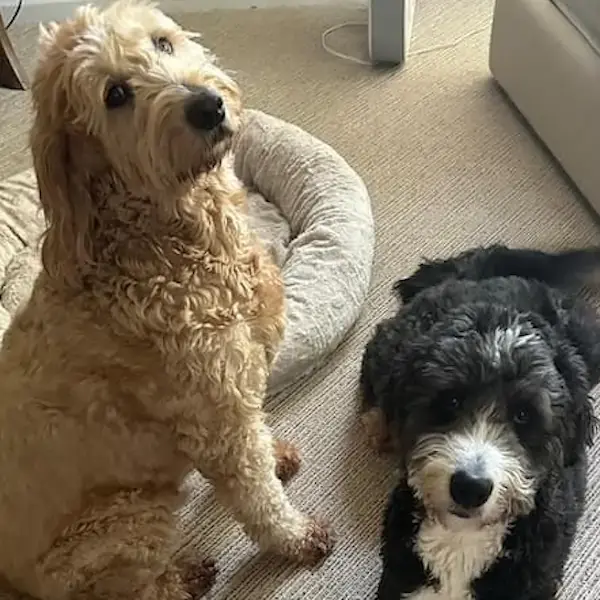 Piki and Pasha to Bosnia's pet