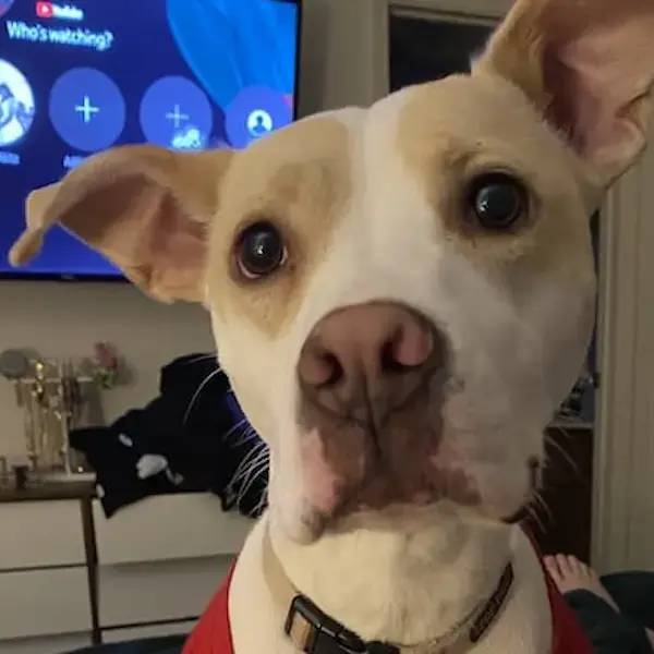 Presley's Trip to Rome's pet