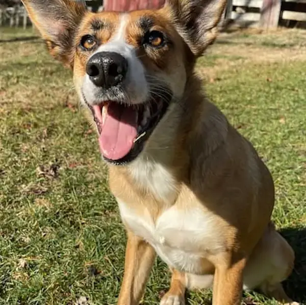 Remy and Molly's Trip to Manchester's pet