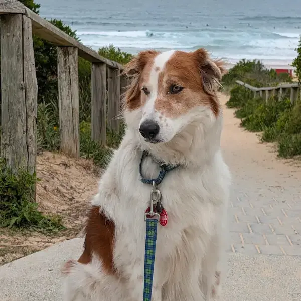 Ranger's Trip to Australia's pet