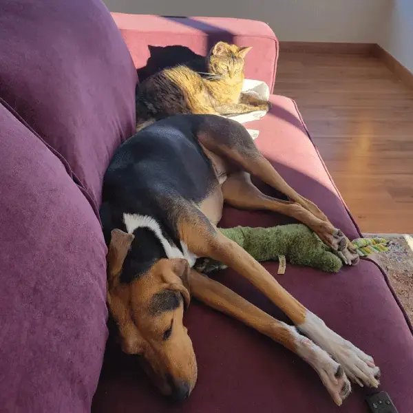 Royal Tenenbaum, Roosevelt, & Lord Bullington's Trip to Portugal's pet