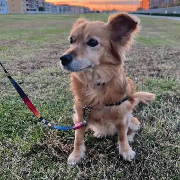 Lily's Trip to Italy's pet