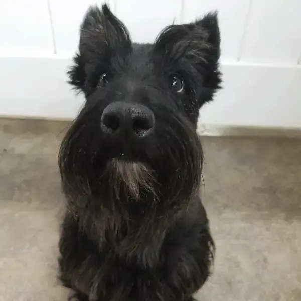 Puckles, Molly & JuJuBe's Trip to France's pet